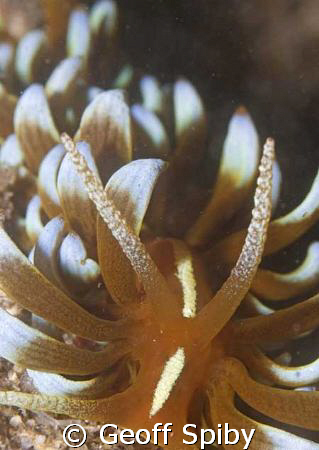 Full frontal nudi by Geoff Spiby 