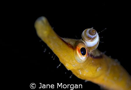 Pipefish taken in Shetland sporting this years 'must have... by Jane Morgan 