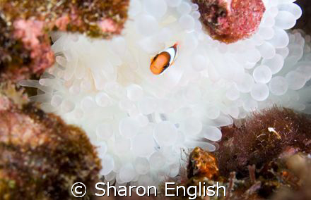 Anemone fish by Sharon English 