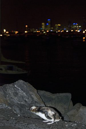 A small fairy penguin colony exists right next to the CBD... by Cal Mero 