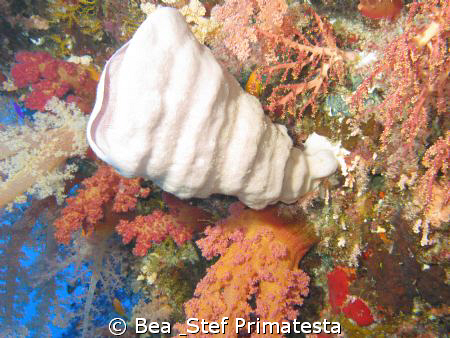 Coral  garden by Bea & Stef Primatesta 