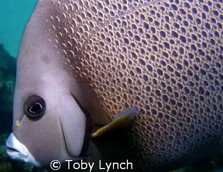 Grey Angelfish from the Bahamas. by Toby Lynch 