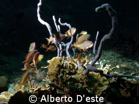 Anthias in Cebu by Alberto D'este 