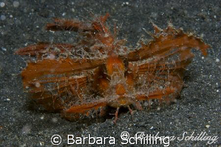 Ambon Rhinopia walking over the black sand. Oddly beautif... by Barbara Schilling 