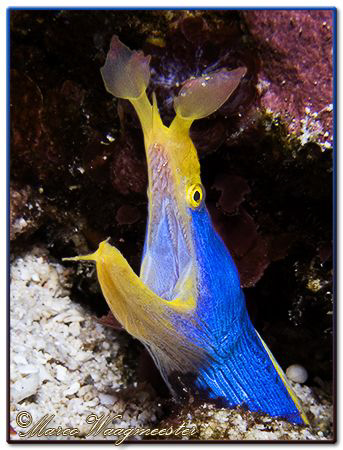 Ribbon Eel (Rhinomuraena quaesita), Batu Abah, Bali. (Can... by Marco Waagmeester 