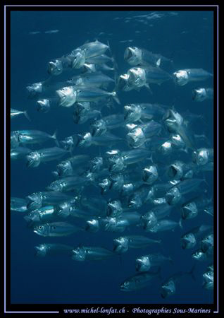 We are hungry... :O) by Michel Lonfat 
