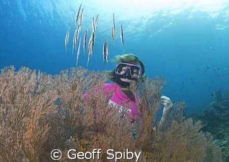 Lyn watching a school of shrimpfish hovering over a gorgo... by Geoff Spiby 