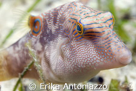 Pufferfish among the seagrass at a jetty of Derawan islan... by Erika Antoniazzo 