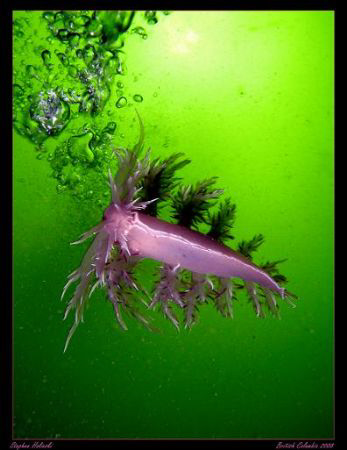 Big Spanish Dancer, second seen swimming on the trip!  Ni... by Stephen Holinski 