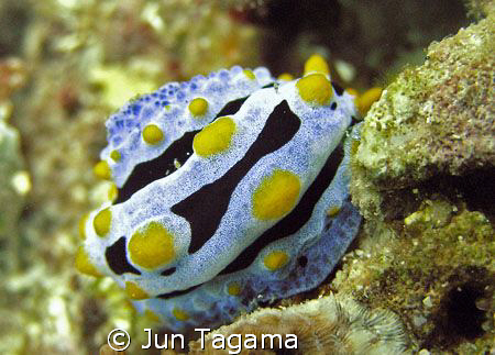 Nice back pattern. Phyllidia varicosa by Jun Tagama 