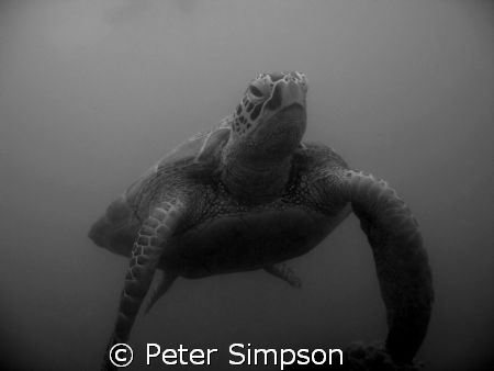 "Hanging Out" Very calm turtle photo taken at Low Island,... by Peter Simpson 