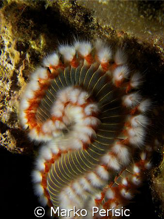 Ask the question get no answer. A Fire Worm (hermodice ca... by Marko Perisic 
