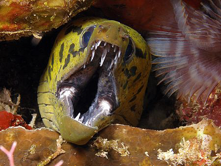 Moray, Lembeh by Doug Anderson 