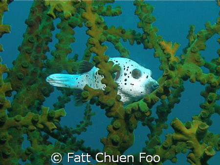 Shy guy! Black Spotted Puffer taken at Pulau Weh, Aceh, I... by Fatt Chuen Foo 