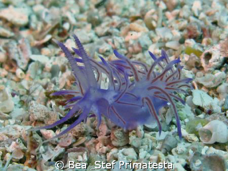 Flabellina affinis by Bea & Stef Primatesta 