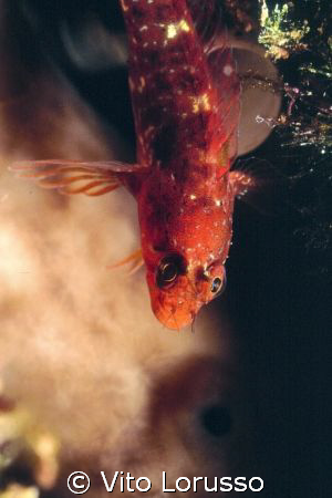 Fishs - Trypterigion tripteronotus by Vito Lorusso 