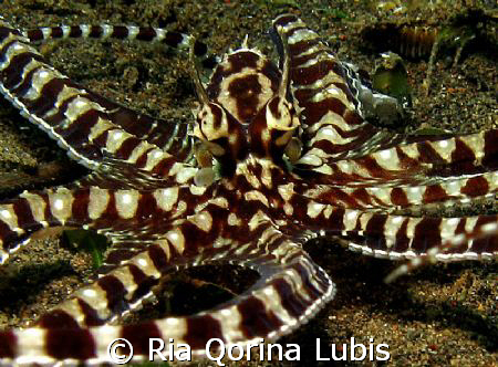 Wunderpus or Mimic Octopus?
Taken @ Puri Jati, Bali by Ria Qorina Lubis 