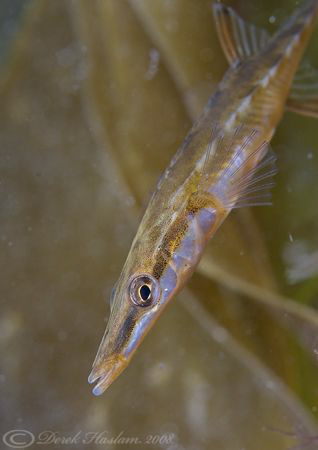 Fifteen-spined. Stickleback. Trefor pier. D200, 60mm. by Derek Haslam 