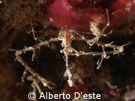 I'm think is a Crab in Derawan by Alberto D'este 