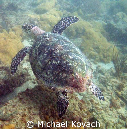 Turtle on inside reef at Lauderdale by the Sea by Michael Kovach 