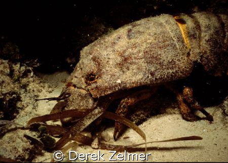 Spanish lobster - night shot, San Salvador Bahamas, Nikon... by Derek Zelmer 