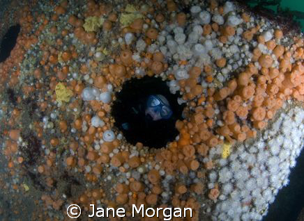 Diver on the wreck of the Hispania in the Sound of Mull by Jane Morgan 