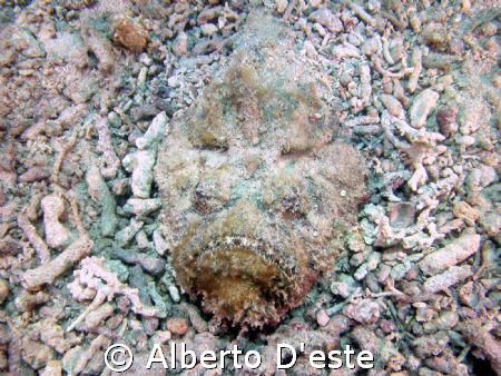 Stonfish in Derawan Est Borneo by Alberto D'este 