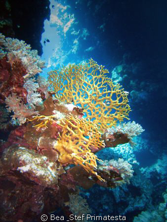 Fire coral. by Bea & Stef Primatesta 