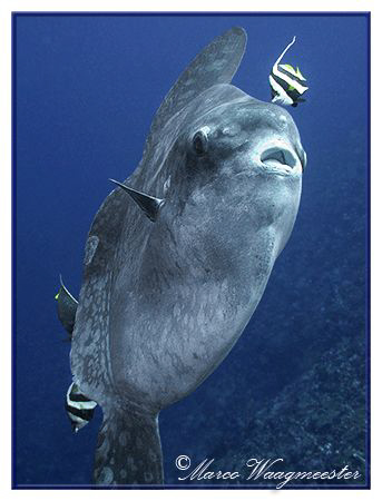 Ocean Sunfish (Mola Mola) getting cleaned by bannerfish a... by Marco Waagmeester 