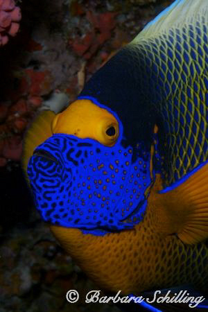 Angelfish Portrait by Barbara Schilling 