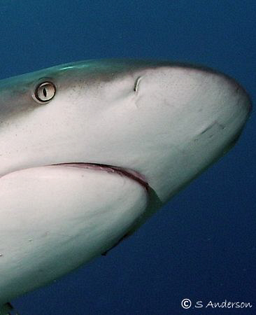 The most curious creature in the sea? There were at least... by Steven Anderson 
