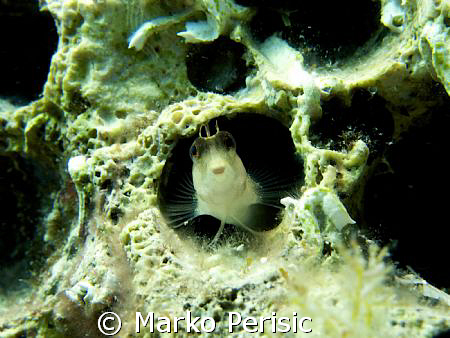 A Long Striped Blenny takes a look into the lens. Komiza ... by Marko Perisic 