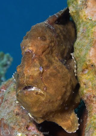 Giant frog fish. Lembeh straits. D200, 60mm. by Derek Haslam 