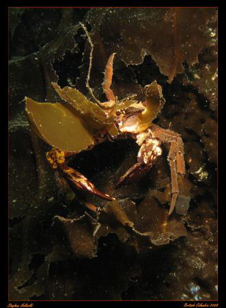 Decorator Crab....Decorating.  Found in Victoria, British... by Stephen Holinski 