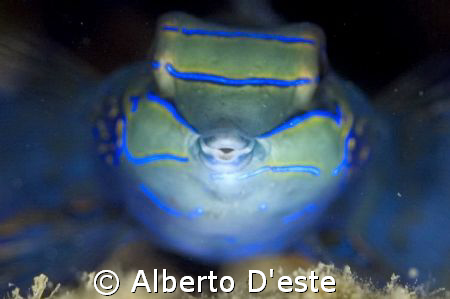 the lips of mandarin fish by Alberto D'este 