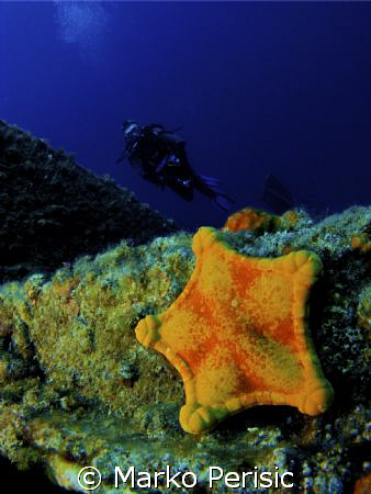 A Flat star on the wreck of the Teti sunk 1930 Komiza Vis. by Marko Perisic 
