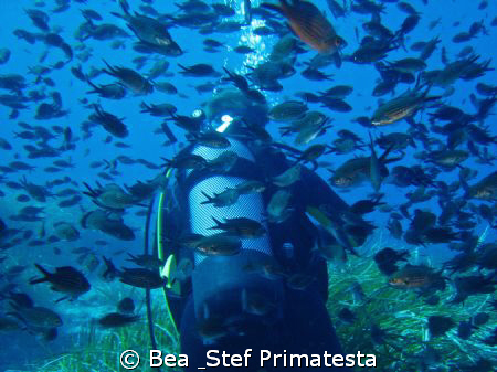 "Follow me". Typical view in the Mediterranean Sea. Posid... by Bea & Stef Primatesta 