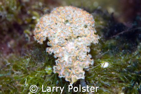 Lettuce Slug, D300 by Larry Polster 