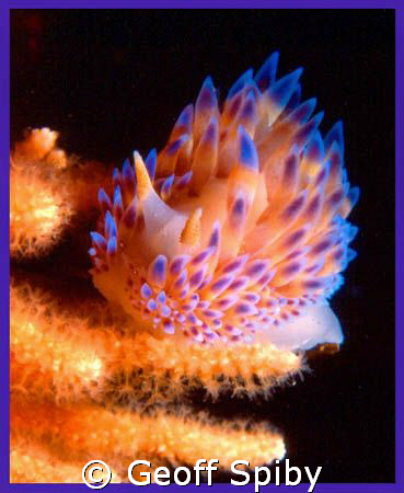 Bonisa nakaza -the gas-flame nudibranch, common in the wa... by Geoff Spiby 