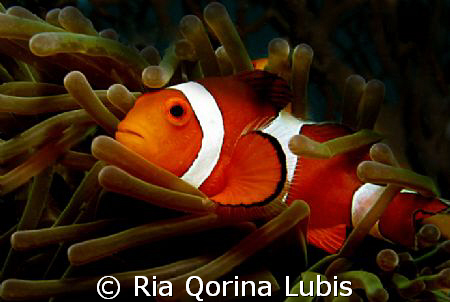 Clown fish taken @ Sangyang Island by Ria Qorina Lubis 