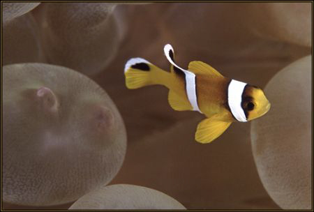 tiny clown fish with nipple of the anemoon by Ran Marom 