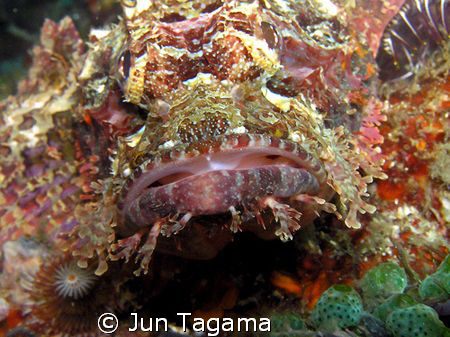 Stoned but colorful.  by Jun Tagama 