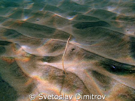Pipe fish runing away by Svetoslav Dimitrov 