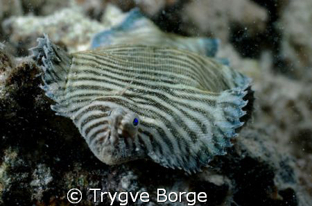 Tigersole at night by Trygve Borge 