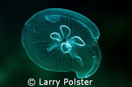 Jelly at 3 meters, D300, D-125 strobes by Larry Polster 