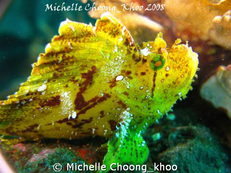 Leaf Scorpionfish hanging out at Liberty Wreck-Tulamben, ... by Michelle Choong_khoo 