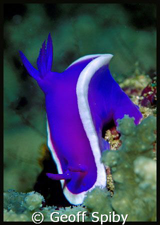a gorgeous nudi by Geoff Spiby 