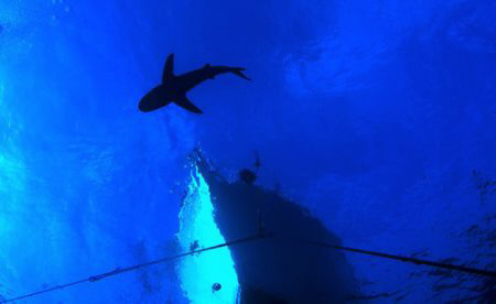 Oceanic Shark circles Boat... D100 12-24mm by Eric Orchin 
