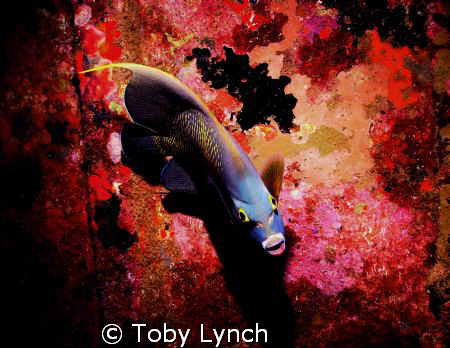 Could you please let me eat in peace? by Toby Lynch 