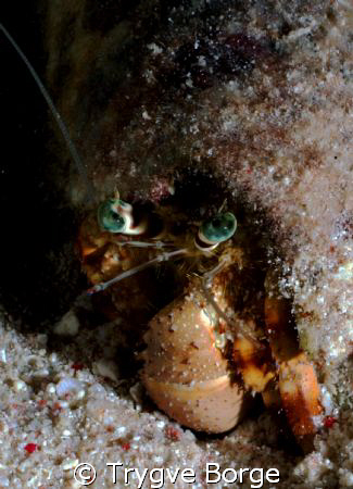 Red Sea anemone hermit crab - Night Dive at Shab el Nuhas by Trygve Borge 